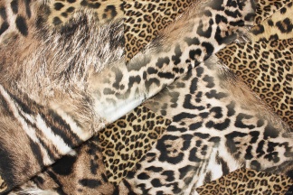 Велюр трикотажный набивной Леопард
